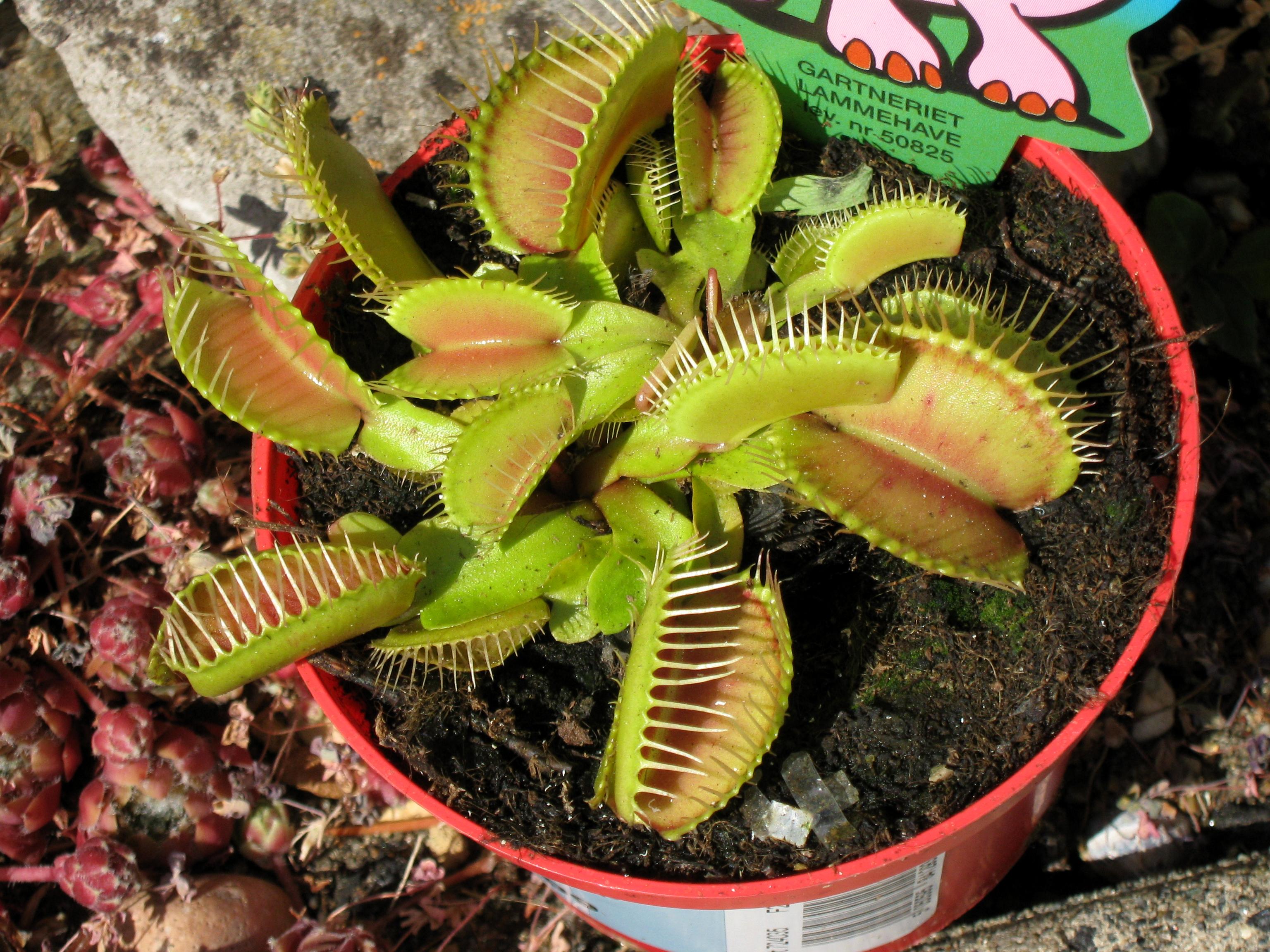 venus fly trap hawaiian shirt